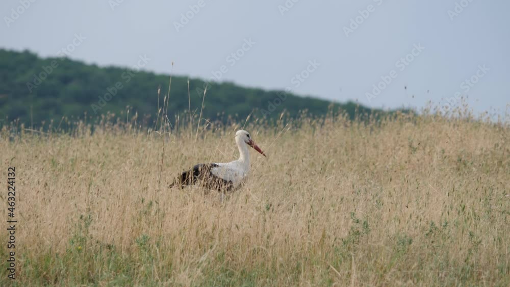 A stork is looking for food in tall grass in wild nature. 4k slow motion tracking video. A stork is looking for food in tall grass in wild nature. 4k slow motion tracking video.
