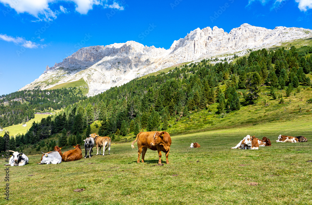 Weide mit Kühen an den Südtiroler Dolomiten: Panoramablick auf den Latemar