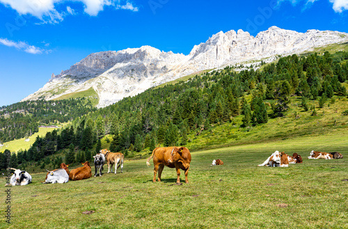 Weide mit Kühen an den Südtiroler Dolomiten: Panoramablick auf den Latemar © Frank Lambert