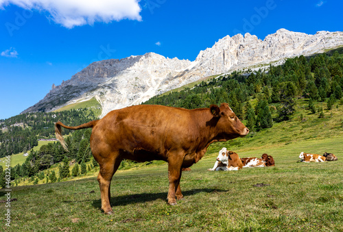 Weide mit einer urinierenden Kuh an den Südtiroler Dolomiten: Panoramablick auf den Latemar © Frank Lambert