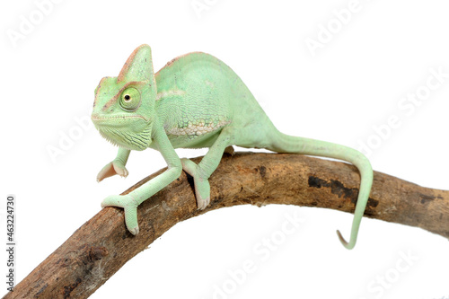 Veiled chameleon  Chamaeleo calyptratus  on a white background