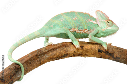 Veiled chameleon 'Chamaeleo calyptratus) on a white background