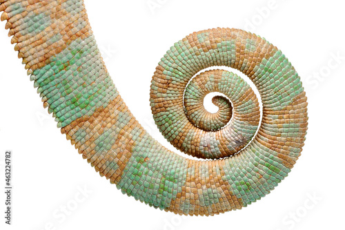 Tail of Veiled chameleon 'Chamaeleo calyptratus) on a white background © Florian
