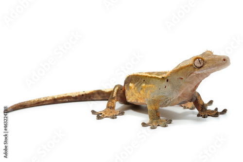 Crested gecko  Correlophus ciliatus  on a white background