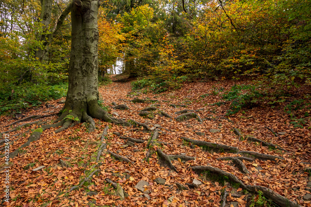 Hornbeam leaves at the base of a large hornbeam and roots protruding
