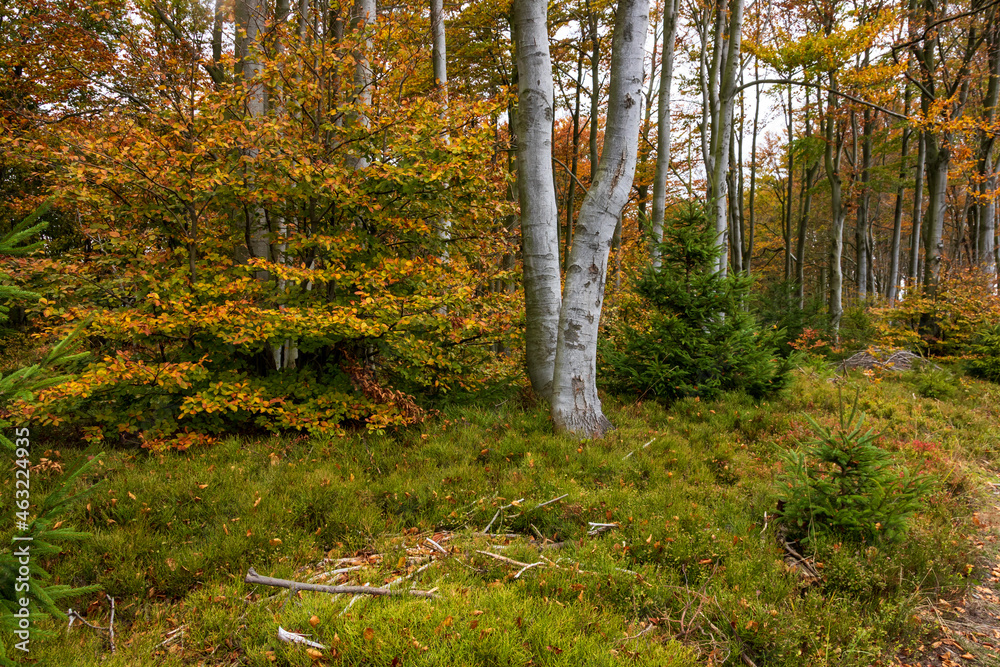The forest on top of Równica in Ustroń in autumn The forest on top of Równica in Ustroń in autumn