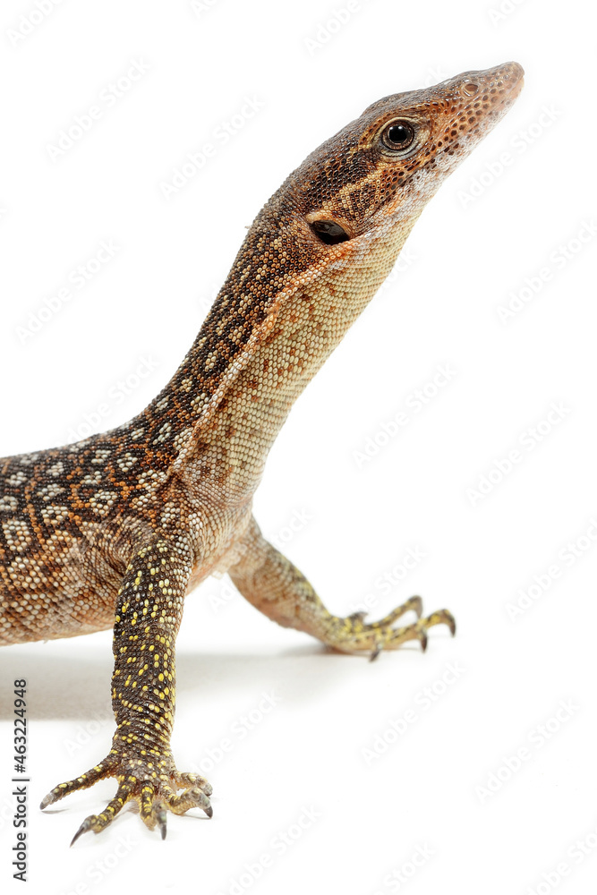 Fototapeta premium Timor monitor (Varanus timorensis) on a white background
