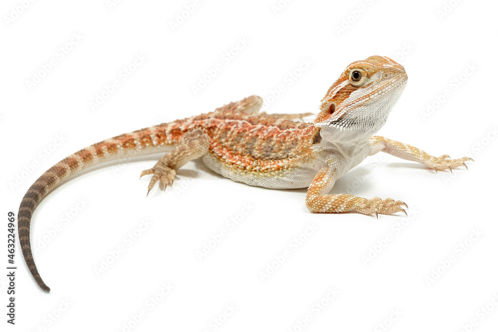 Naklejka premium Bearded Dragon (Pogona vitticeps) on a white background