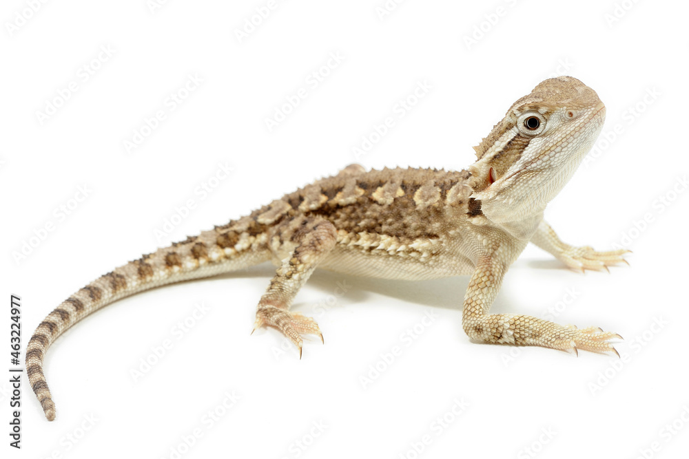 Naklejka premium Bearded Dragon (Pogona vitticeps) on a white background