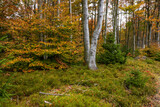 The forest on top of Równica in Ustroń in autumn 