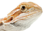 Bearded Dragon (Pogona vitticeps) on a white background