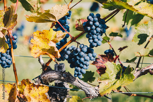 Grapes in the vineyard during autumn harvest time. Tasty fresh natural organic grapery in a wine region. photo