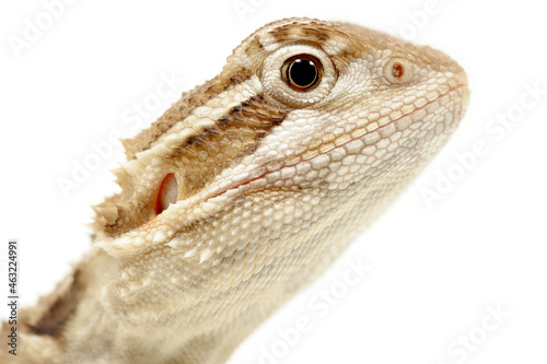 Bearded Dragon  Pogona vitticeps  on a white background