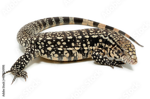 Argentine black and white tegu (Salvator merianae) on a white background