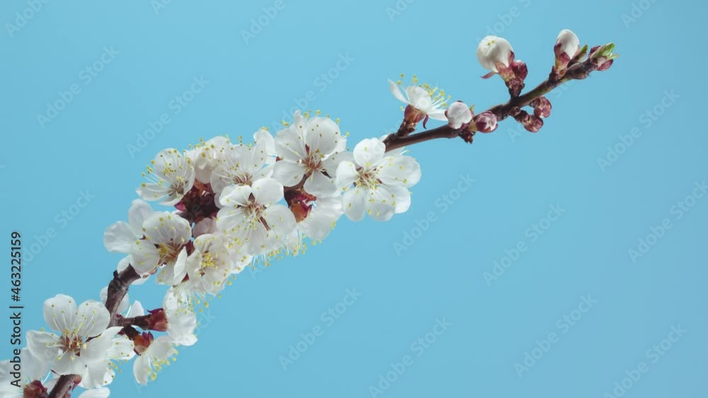 Spring Apricot Tree Flowers Blossom Opening Timelapse Spring Apricot Tree Flowers Blossom Opening Timelapse