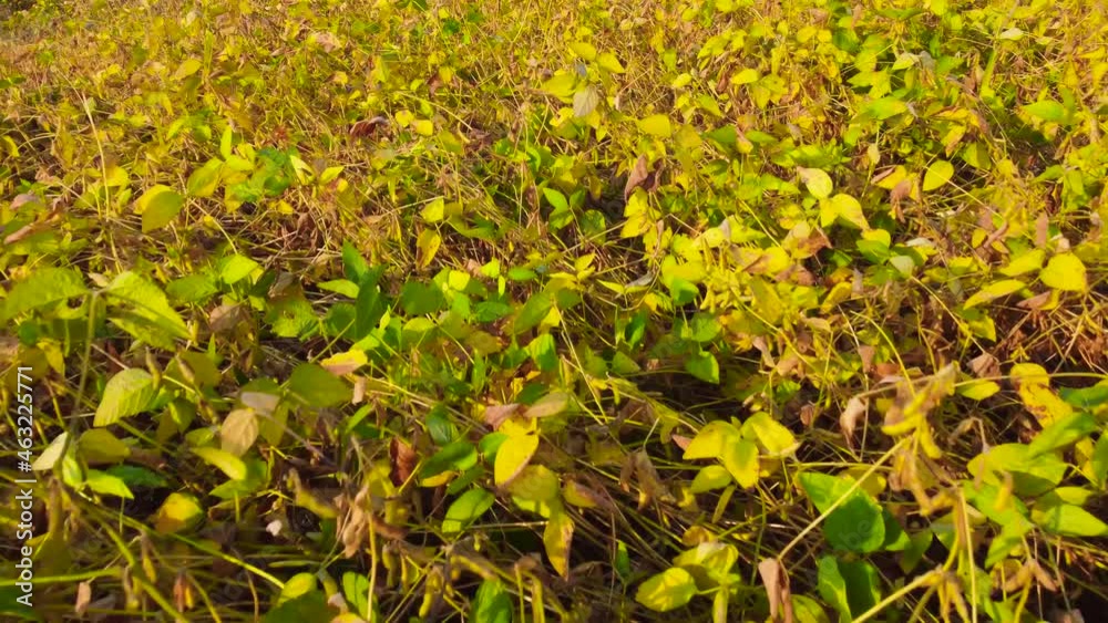 Soybean stems with ripening pods on field, aerial view Soybean stems with ripening pods on field, aerial view