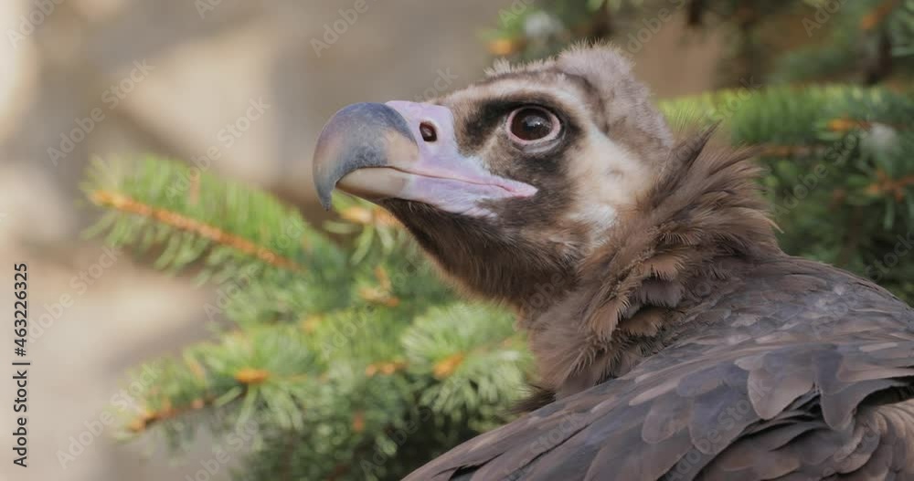 Cinereous vulture (Aegypius monachus) is a large raptorial bird that is distributed through much of temperate Eurasia. It is also known as the black vulture, monk or Eurasian black vulture. Cinereous vulture (Aegypius monachus) is a large raptorial bird that is distributed through much of temperate Eurasia. It is also known as the black vulture, monk or Eurasian black vulture.