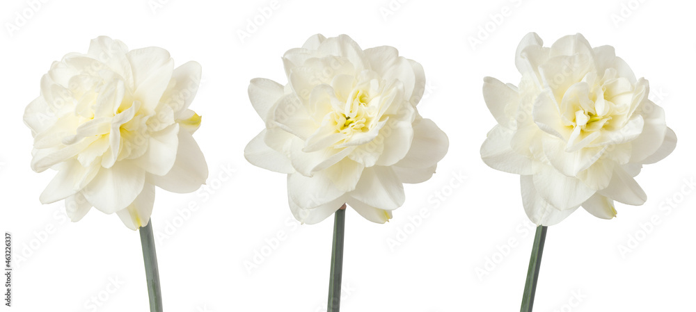 Obraz premium Three terry daffodils isolated on white. Delicate spring flowers