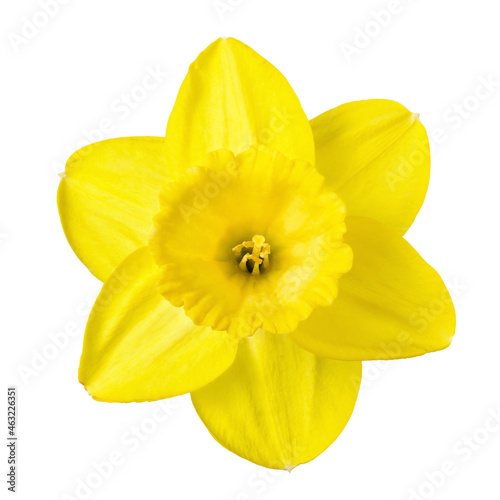 Yellow daffodil flower isolated on white