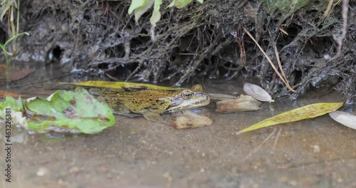 Common Frog in shallow water. Rana temporaria temporaria is a largely terrestrial frog native to Europe. photo