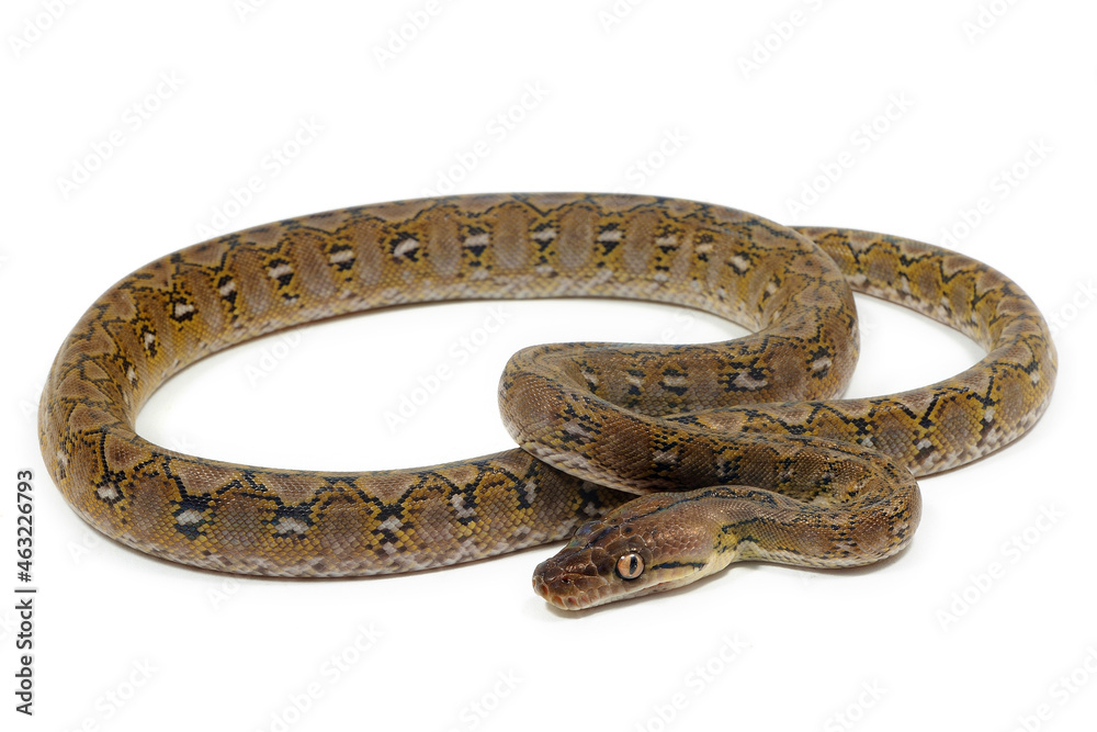 Reticulated python (Malayopython reticulatus) on a white background Reticulated python (Malayopython reticulatus) on a white background