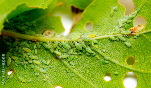 Tableau sur toile Aphid close up on a green leaf
