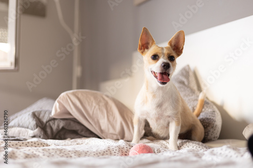 chihuahua in bed
