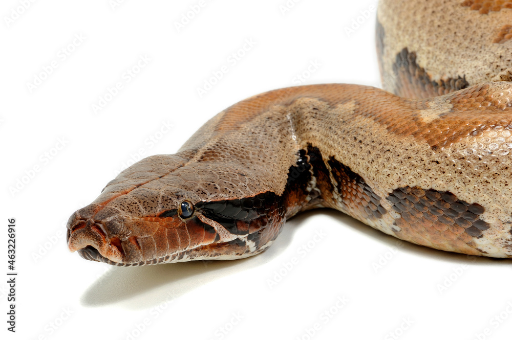 Obraz premium Sumatran short-tailed python (Python curtus) on a white background