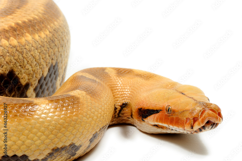 Fototapeta premium Sumatran short-tailed python (Python curtus) on a white background