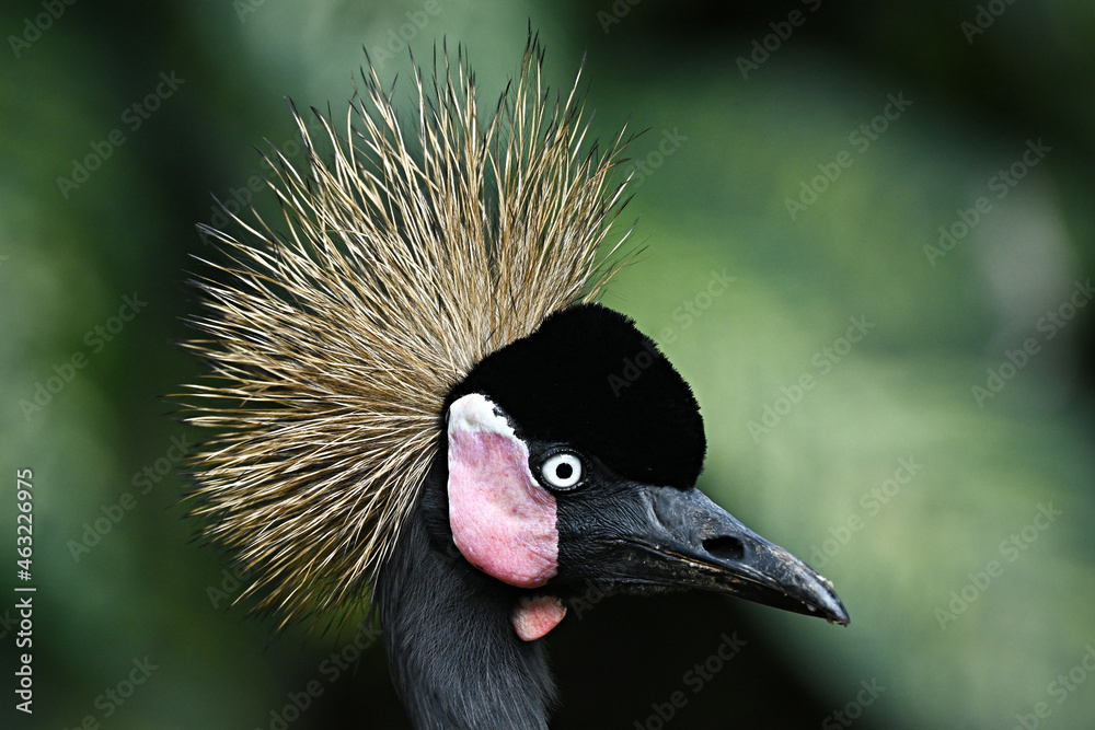 Fototapeta premium grey crowned crane