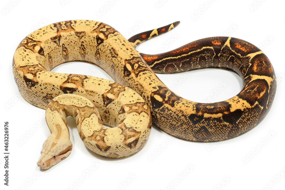 Fototapeta premium Boa imperator on a white background