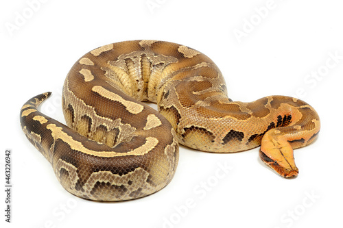 Sumatran short-tailed python (Python curtus) on a white background