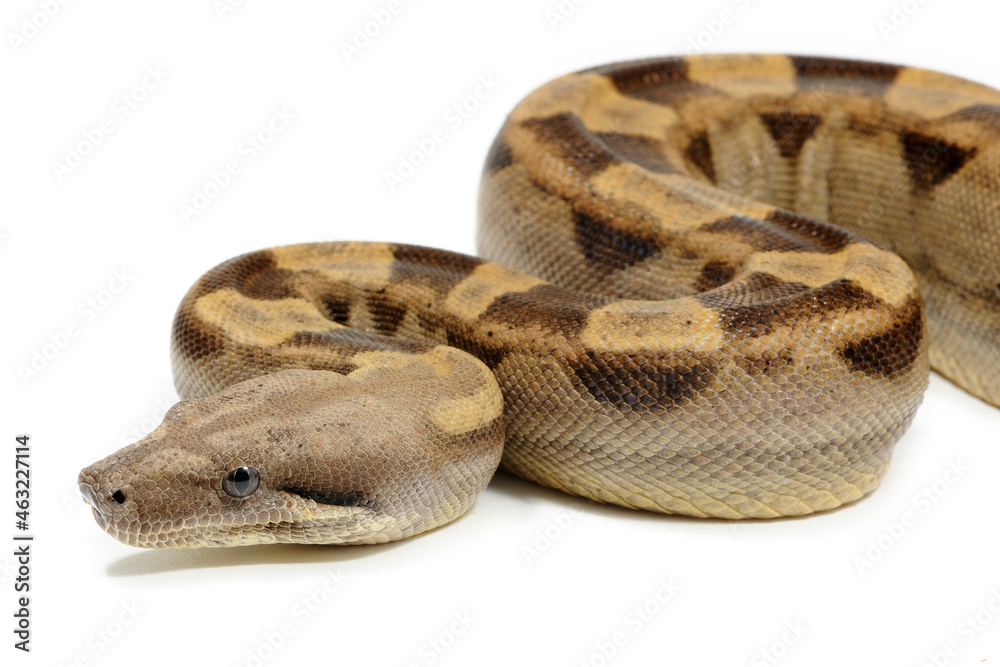 Fototapeta premium Boa imperator on a white background