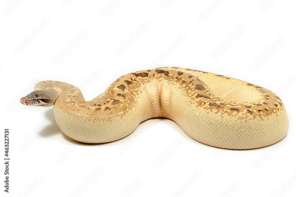 Naklejka premium Sumatran short-tailed python (Python curtus) on a white background