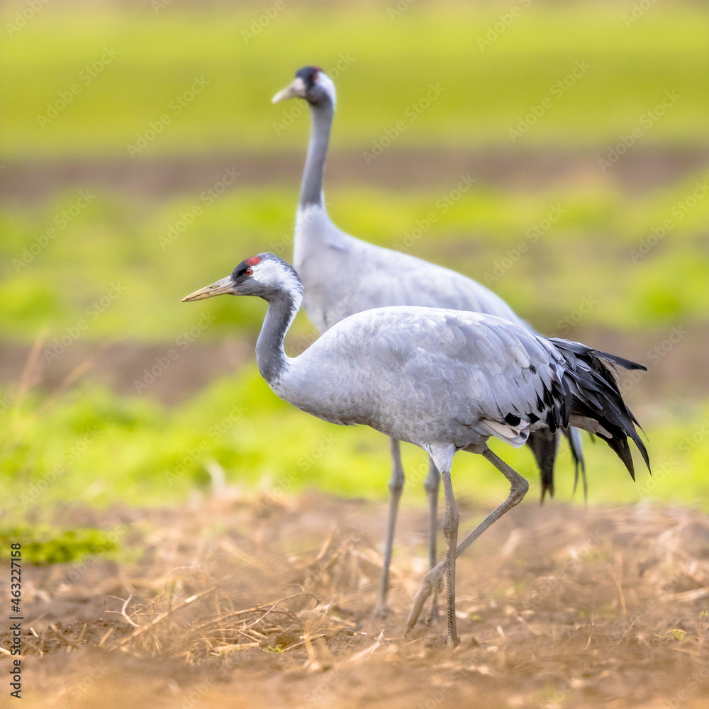 Common crane group feeding in agricultural field Common crane group feeding in agricultural field