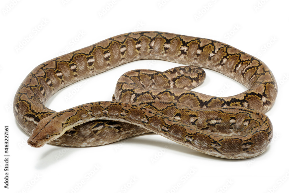 Reticulated python (Malayopython reticulatus) on a white background Reticulated python (Malayopython reticulatus) on a white background
