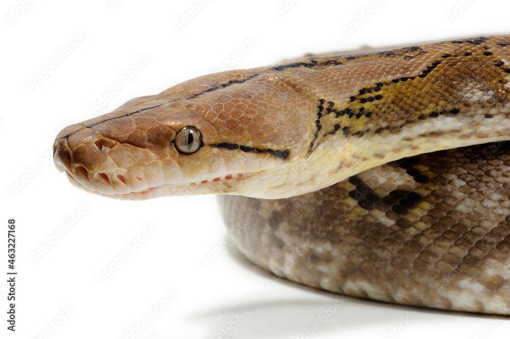 Fototapeta premium Reticulated python (Malayopython reticulatus) on a white background
