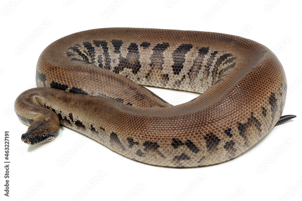 Obraz premium on a white background