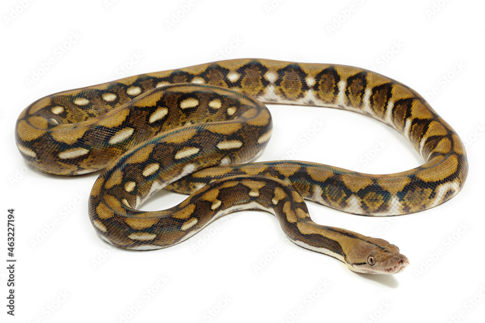 Reticulated python (Malayopython reticulatus) on a white background Reticulated python (Malayopython reticulatus) on a white background