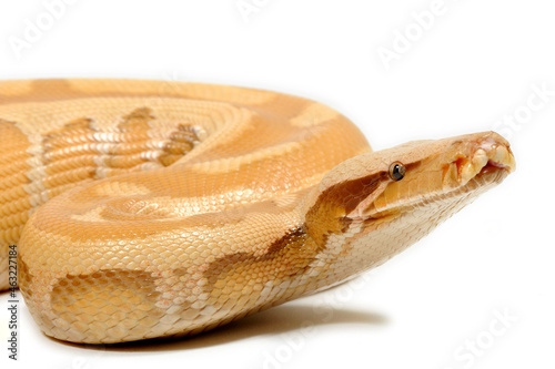 Sumatran short-tailed python (Python curtus) on a white background