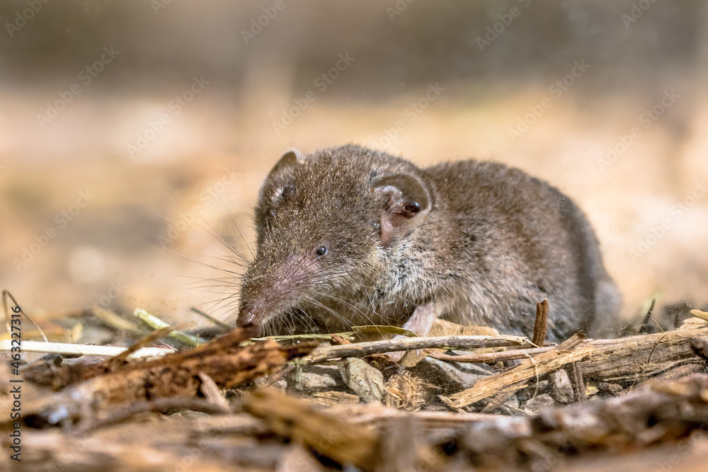 Lesser white toothed shrew in natural habitat Lesser white toothed shrew in natural habitat