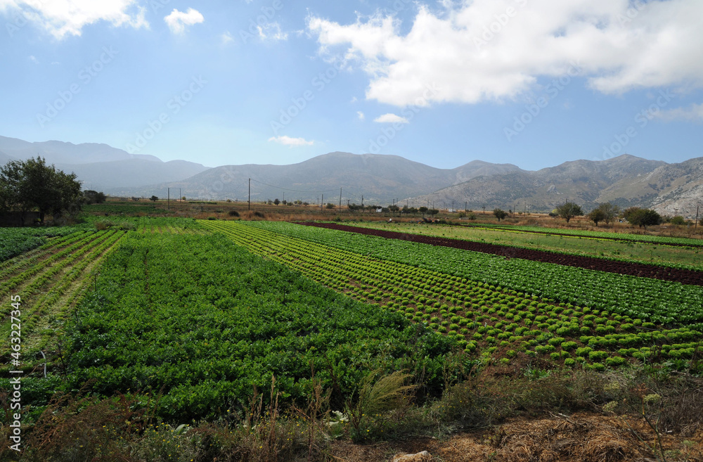 Champs de légumes à Pinakiano sur le plateau du Lassithi en Crète