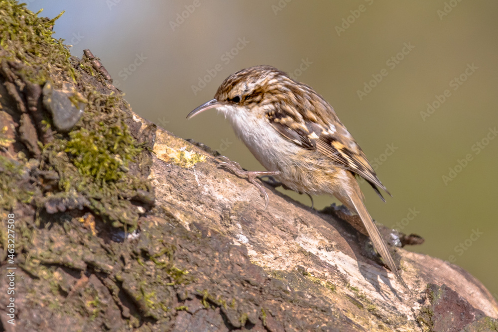 Short-toed treecreeper foraging on tree trunk in forest Short-toed treecreeper foraging on tree trunk in forest