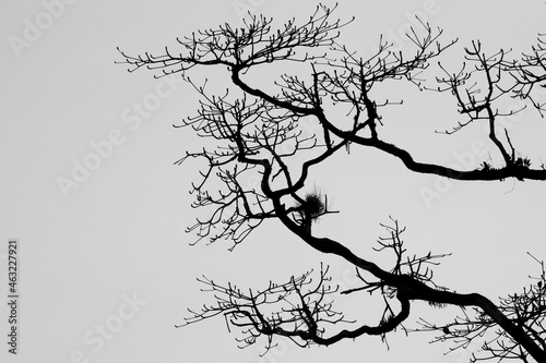 isolate branch tree on white background,fall season concept.
