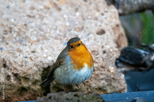 robin bird perched on a log © Federico
