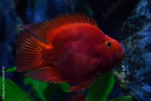 closeup red fish in the aquarium,Ocean fish species collection 