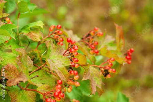 viburnum berries on branches in the garden