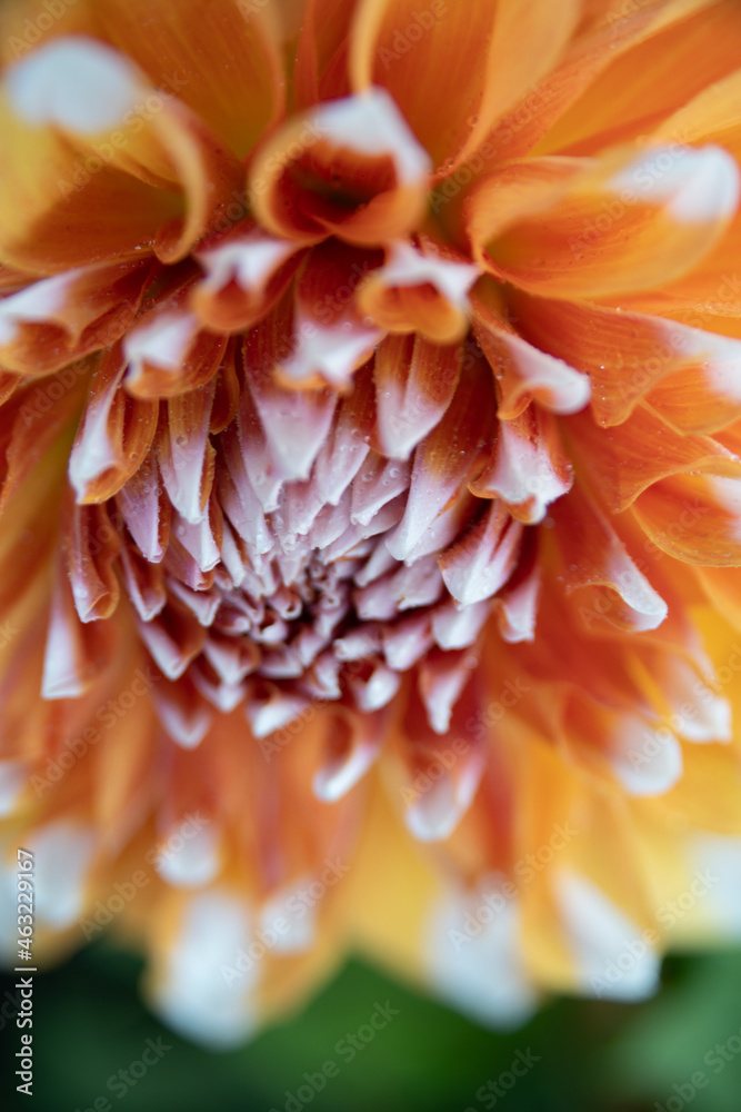 orange dahlia flower orange dahlia flower