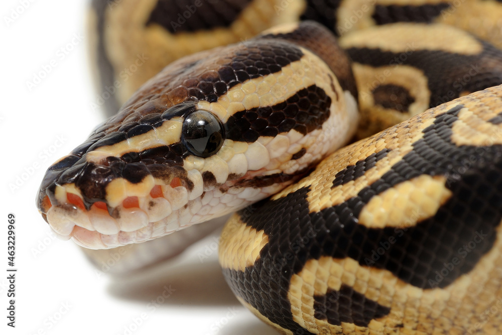 Ball python (Python regius) on a white background Ball python (Python regius) on a white background