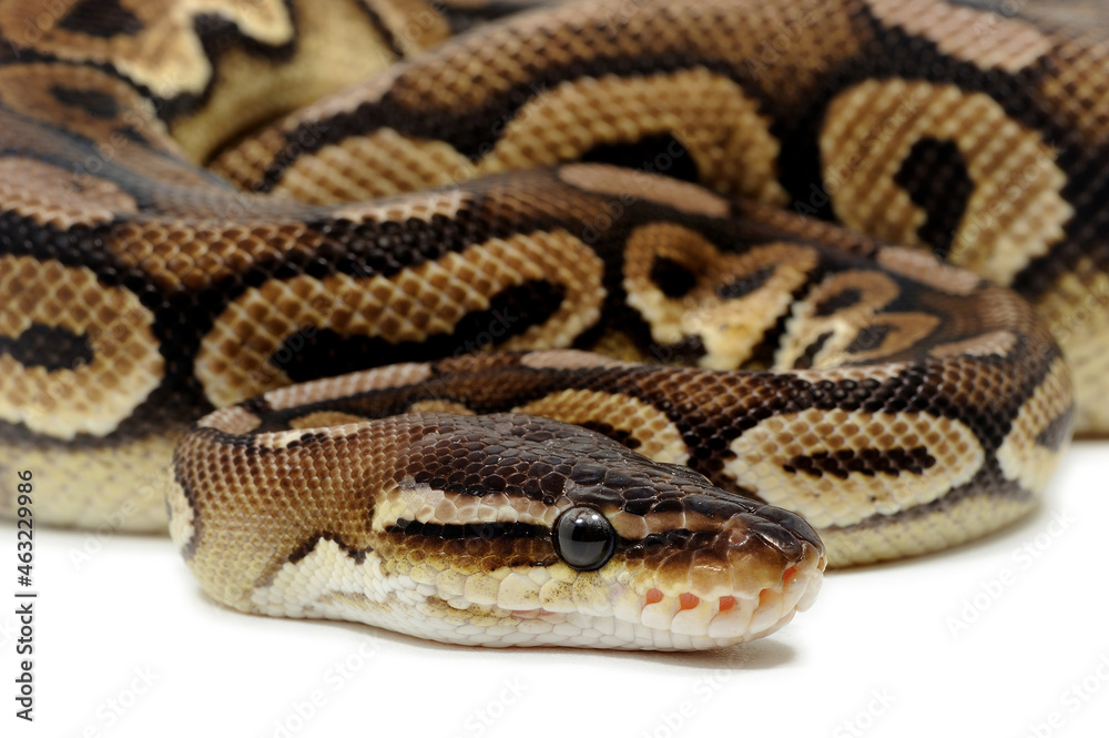 Ball python (Python regius) on a white background Ball python (Python regius) on a white background